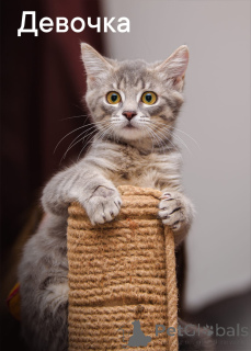 Photo №2 de l'annonce № 150194 de la vente chat de gouttière - acheter à Fédération de Russie annonce privée