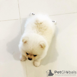 Photo №3. Chiots Poméranie à vendre. La Grande-Bretagne