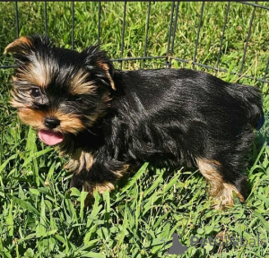 Photo №1. yorkshire terrier - à vendre en ville de Berlin | 800€ | Annonce №137953