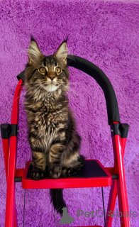Photo №3. Chatons Maine Coon. Fédération de Russie