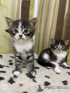 Photo №2. Hôtel pour les animaux Fédération de Russie. Price - 5€. Annonce № 135186