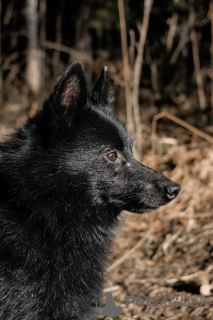 Photo №3. Schipperke Venya est à la recherche d'un logement.. Fédération de Russie