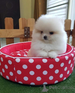 Photo №1. spitz nain - à vendre en ville de Lienz | Gratuit | Annonce №160168