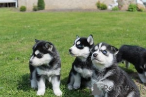 Photo №1. husky de sibérie - à vendre en ville de Anvers | 388€ | Annonce №171079