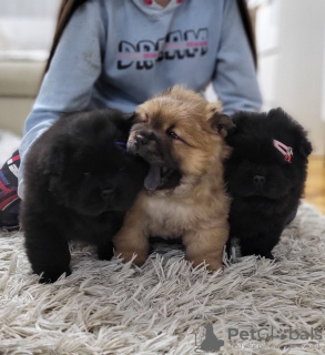 Photos supplémentaires: Chiots mâles Chow Chow à vendre !