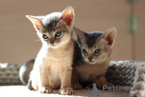 Photo №3. Chatons abyssiniens. Biélorussie
