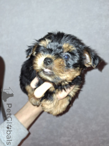 Photo №3. Chiots Yorkshire Terrier de race pure. Estonie