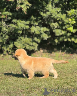 Photo №4. Je vais vendre golden retriever en ville de Sligo. annonce privée - prix - négocié