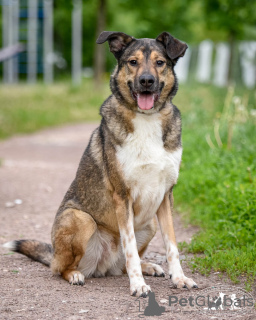 Photo №2 de l'annonce № 72137 de la vente chien bâtard - acheter à Fédération de Russie annonce privée, de l'abri