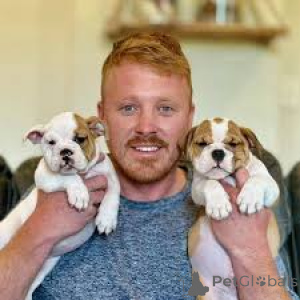 Photo №1. bulldog anglais - à vendre en ville de Vienne | 1000€ | Annonce №163865