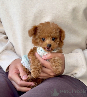 Photo №3. Caniche mâle. Allemagne