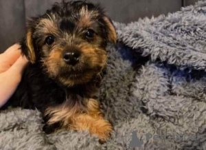 Photo №2 de l'annonce № 85078 de la vente yorkshire terrier - acheter à Slovaquie annonce privée