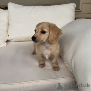 Photo №2 de l'annonce № 163519 de la vente teckel - acheter à Allemagne annonce privée