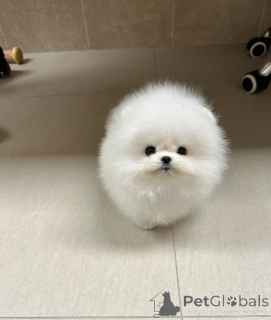 Photo №2 de l'annonce № 147256 de la vente spitz nain - acheter à Bulgarie éleveur