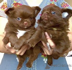 Photo №1. chihuahua - à vendre en ville de Aizlingen | négocié | Annonce №159560