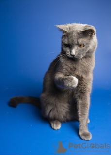 Photos supplémentaires: La charmante chatte britannique Gretta veut vraiment trouver un foyer sûr.