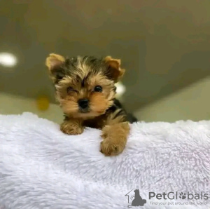 Photo №2 de l'annonce № 123114 de la vente yorkshire terrier - acheter à USA éleveur