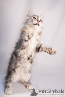 Photo №2 de l'annonce № 76773 de la vente maine coon - acheter à Kazakhstan de la fourrière