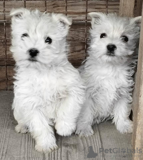 Photo №3. Westie-terrier. Serbie