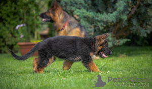 Photo №3. Magnifiques chiots berger allemand. Lituanie