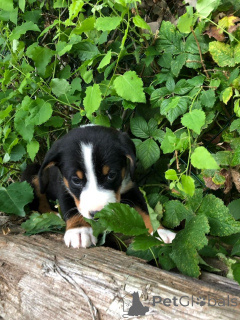 Photo №2 de l'annonce № 147550 de la vente bouvier de l’appenzell - acheter à Allemagne 