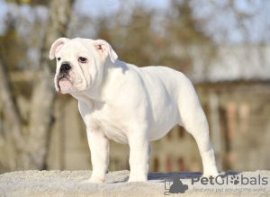 Photos supplémentaires: Chiots bouledogues anglais