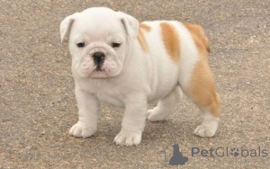 Photo №1. bulldog anglais - à vendre en ville de Bruxelles | 250€ | Annonce №156516