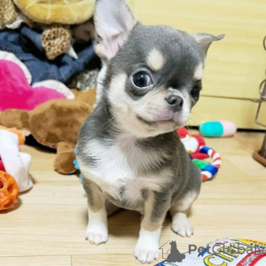 Photo №1. chihuahua - à vendre en ville de Barsel | négocié | Annonce №169597