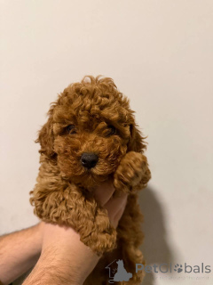 Photo №1. spitz nain - à vendre en ville de Sivats | négocié | Annonce №159073