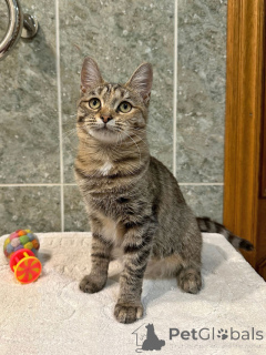 Photo №1.  - à vendre en ville de Moskova | Gratuit | Annonce № 155852