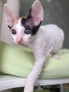 Photo №2 de l'annonce № 173259 de la vente cornish rex - acheter à La Grande-Bretagne annonce privée, éleveur
