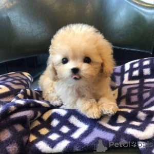 Photo №4. Je vais vendre  en ville de Counterus Coolov.  - prix - 572€