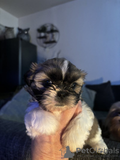 Photo №1. shih tzu - à vendre en ville de Гамбург | 300€ | Annonce №123442