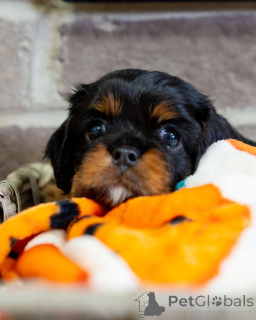 Photo №3. Bella élégante, douce, douce et pleine d'amour. La princesse des câlins et des. Luxembourg