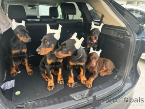 Photo №1. dobermann - à vendre en ville de Cracovie | négocié | Annonce №163388