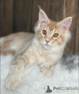 Photo №1. maine coon - à vendre en ville de Baden-Baden | 790€ | Annonce № 163466