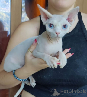 Photo №1. sphynx - à vendre en ville de Limbach-asberfrohna | 350€ | Annonce № 169821