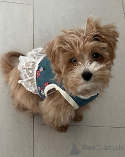 Photo №2 de l'annonce № 157680 de la vente maltipu - acheter à USA annonce privée