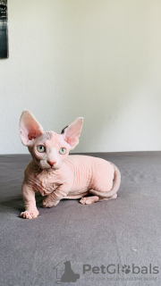 Photos supplémentaires: Chats Sphinx, Elfe, Bambino et Dwelf de différentes couleurs.