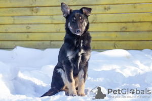 Photo №2 de l'annonce № 31929 de la vente chien bâtard - acheter à Fédération de Russie annonce privée