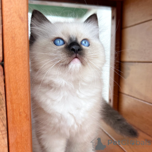 Photo №2 de l'annonce № 171358 de la vente ragdoll - acheter à Pologne éleveur