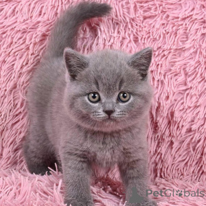 Photo №2 de l'annonce № 155498 de la vente british shorthair - acheter à Allemagne 
