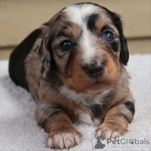 Photo №3. Des Poppys doux, impertinents et pleins de mouvements sont là pour égayer votre. Suisse