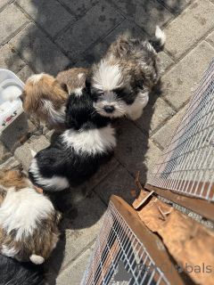 Photo №1. shih tzu - à vendre en ville de Alpbach | négocié | Annonce №176059