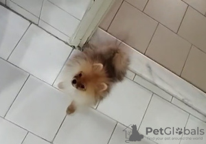 Photo №2 de l'annonce № 133001 de la vente  - acheter à Chypre annonce privée