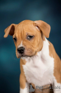Photo №3. American Staffordshire Terrier avec pedigree. Fédération de Russie