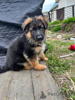 Photo №3. Chiots du berger allemand. Fédération de Russie
