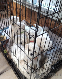 Photo №4. Je vais vendre chien bâtard en ville de Bordeaux. annonce privée - prix - 510€