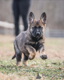 Photos supplémentaires: Berger allemand à adopter