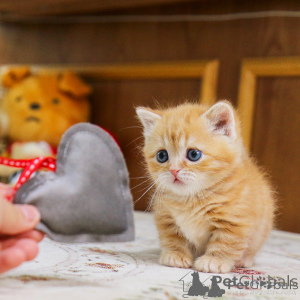 Photo №1. munchkin - à vendre en ville de Amsterdam | 7€ | Annonce № 156162